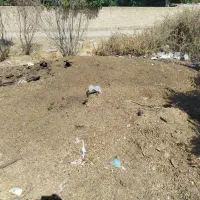 کود گوسفندی