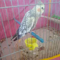 فروش عروس هلندی