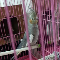 عروس هلندی