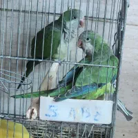راهب سبز