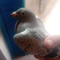 کفتر مسافتی|پرنده|حاجی آباد, |دیوار