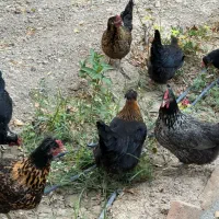 مرغ سیاه خروس مشکی سیاه مرغ تخمگذار جوان اردک غاز