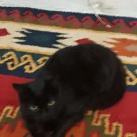 واگذاری گربه پرشین شیش ماه سالم شاداب