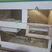 قفس پرنده|لوازم جانبی حیوانات|بندر ماهشهر, |دیوار