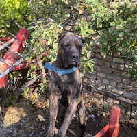 سگ کنکورسو اصیل