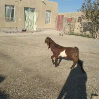 چهارتا کعره نر و ماده قیمت مناسب گفتم