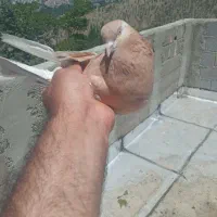 کبوتر