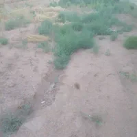 250متر زمین شهرشامکان