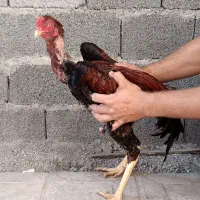 مرغ خروس لاری|حیوانات مزرعه|خورموج, |دیوار