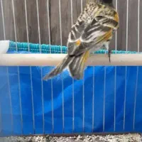 گلبسر دهن قناری نر