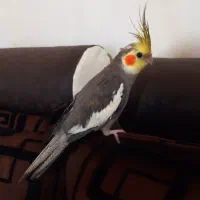 عروس هلندی سخنگو