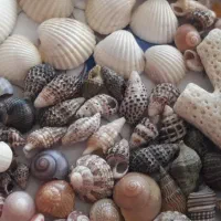 حدود ۱۰کیلو صدف دریایی طبیعی مخلوط دارم برا فروش