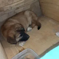 سگ نگهبان