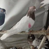 دو عدد پرشی کله دار