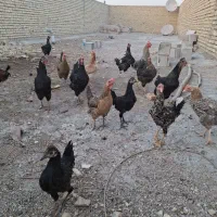 مرغ عربی