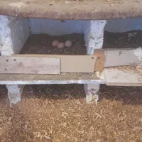 مرغ تخم گذار