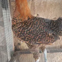 مرغ کوشین خروس هفت تاج