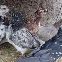 کفترپرشی|پرنده|حمیدیا, |دیوار