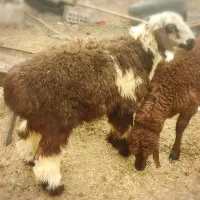 بره ماده عروسک برای داشتی پروار بدون کوچکترین عیب