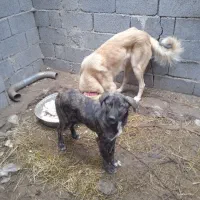 سگ محلی|سگ|فیروز, |دیوار