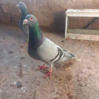 کبوتر