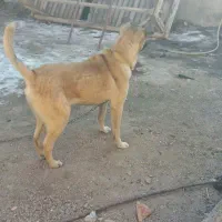 توله سگ محلی ماده