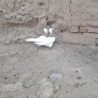 طوقی  نرو ماده