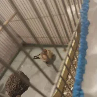 سهره|پرنده|ازنا, |دیوار