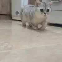 بریتیشny12|گربه|اهواز, کیانپارس |دیوار