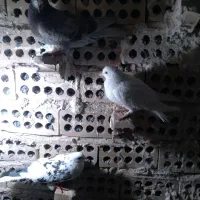 کفتر پرشی|پرنده|مشهد, محمدآباد|دیوار