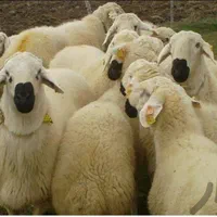 فروش گوسفنده زنده نصفه گوشت قیمت اتهادیه