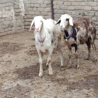 افشاری پلنگی|حیوانات مزرعه|دورود, |دیوار