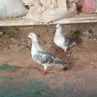 کبوتر