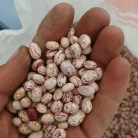 لوبیا چیتی ریز ژنرال ۲۰ کیلو