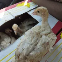 جوجه بوقلمون بیوتی فوق سنگین ۳۵روز .۳۰ روز ۱۵روز