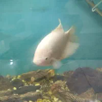 ماهی آکواریوم گوشت خوار معاوضه با چند تا لجن خوار|ماهی|زابل, |دیوار