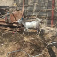 بز داشتی