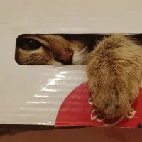 گربه من گمشده|حیوانات|حمیدیا, |دیوار