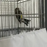 ماده سهره مست