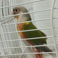 پرنده گرینچیک