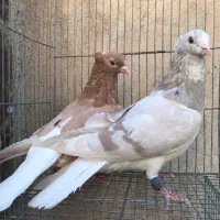 دم سفید|پرنده|قم, انسجام|دیوار