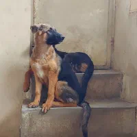 ژرمن شولاین ماده ۵ ماهه