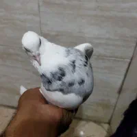 طوقی|پرنده|بومهن, |دیوار