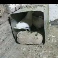 جفت سفید