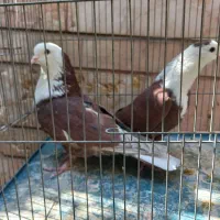مزایده|پرنده|شیراز, مسلم|دیوار