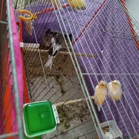 قناری نر و ماده مست درجه یک خانگی|پرنده|شیراز, رکن‌آباد|دیوار