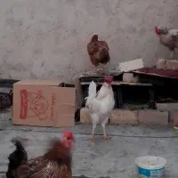 مرغ و خروس ..تخم گذار|حیوانات مزرعه|قم, شهرک فاطمیه|دیوار