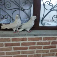 کبوتر|پرنده|بستان آباد, |دیوار