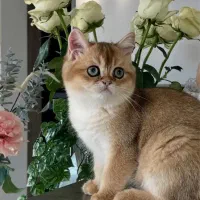 جفت بریتیش گلد