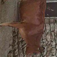 گاو صحرا رو